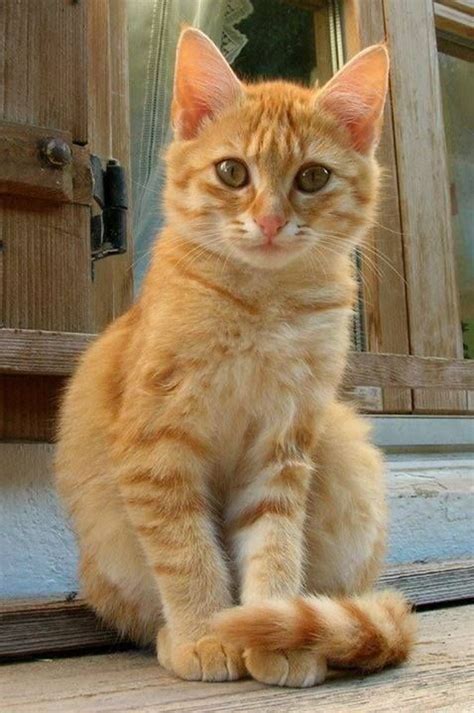 This kitty reminds me of Chester | Orange tabby cats, Kittens, Cute cats