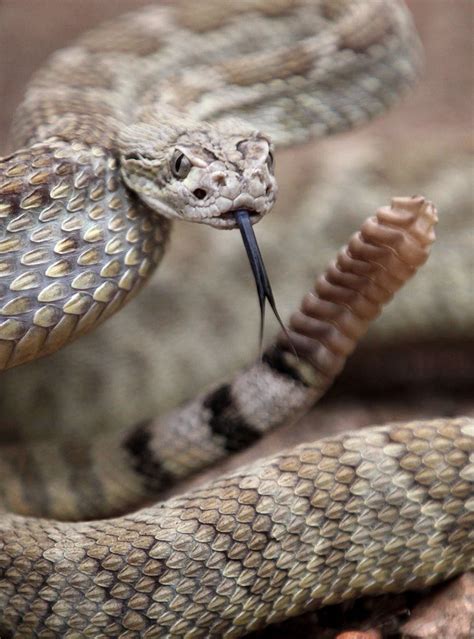 Rattlesnake bite was "total surprise," hiker says from Bend hospital ...