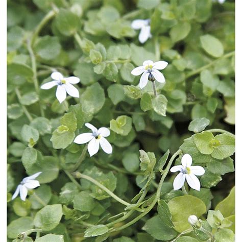 Lowe's Blue Star Creeper Plant in 6-Pack Tray in the Ground Cover ...