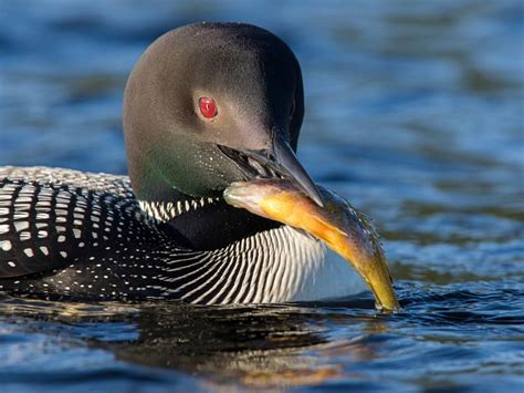 What Do Loons Eat? (Great Northern Diver Diet) | Birdfact