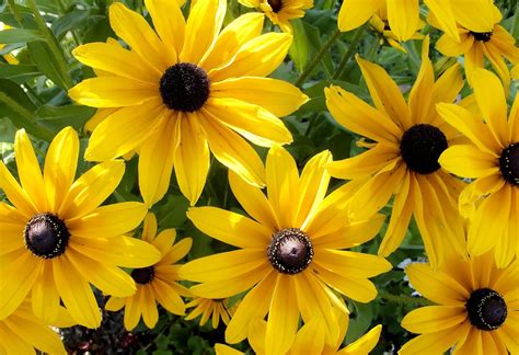 Yellow Sunflowers HD wallpaper | Wallpaper Flare