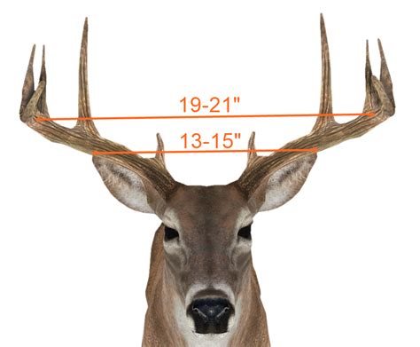 How To Measure Main Beam Length - The Best Picture Of Beam