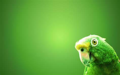 Parrot wallpaper, Bird wallpaper, Birds wallpaper hd