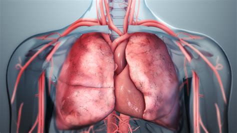 Lungs - Scientific Animations