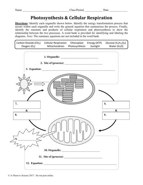 Photosynthesis and Cellular Respiration Worksheet