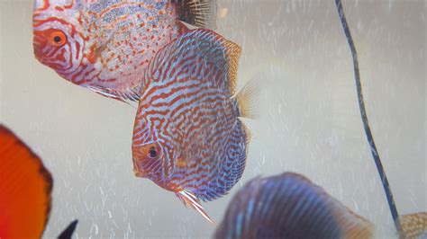 My discus fish tank – DR KOH