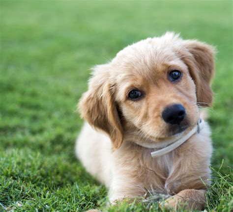 What Is the Development of a Golden Retriever Puppy? | Animals - mom.me