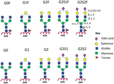 Antibody Glycosylation and Its Impact on the Pharmacokinetics and ...