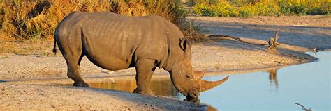 Hunting Rhino in South Africa - Somerby Safaris