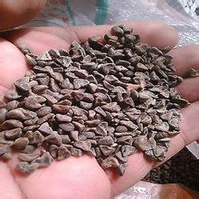 Kenaf Plant Seed, Packaging Type : 5, 10, 15 Kg (Poly Pack) at Best ...