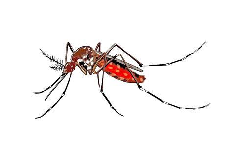 Yellow fever mosquito Insect Clip art - mosquito png download - 2400* ...