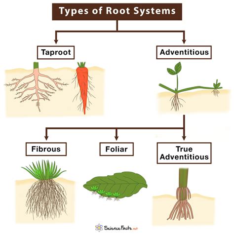 Tree Root System Types