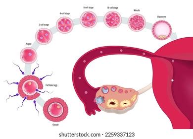 Diagrama del desarrollo embrionario humano temprano.: vector de stock ...