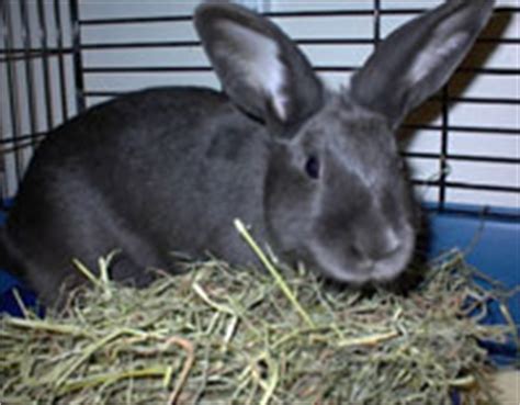 Rabbit Food - Hay and Pellets