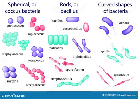 Helycobacter Cartoons, Illustrations & Vector Stock Images - 15 ...