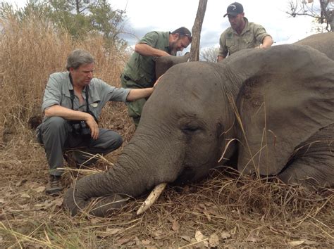 Scaling up the War on Elephant Poaching | HuffPost