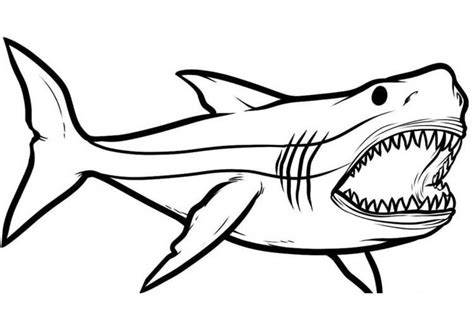 How to Draw a Shark - Step by Step Guide