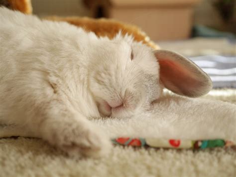 158 best Sleeping bunnies images on Pinterest | Rabbits, Bunnies and ...