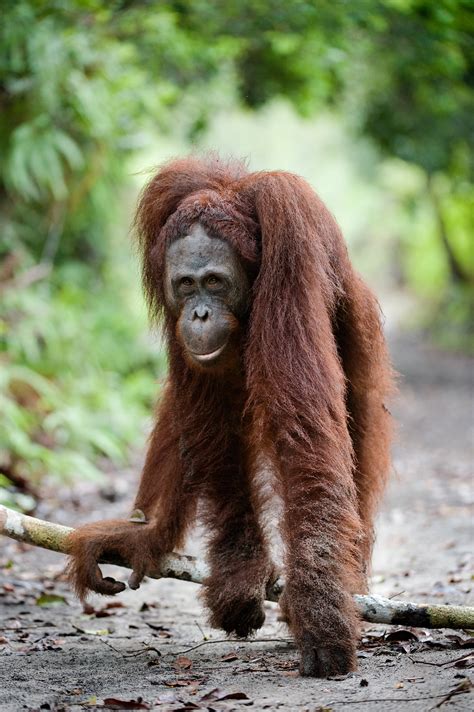 Gallery - Borneo Orangutan Survival Australia