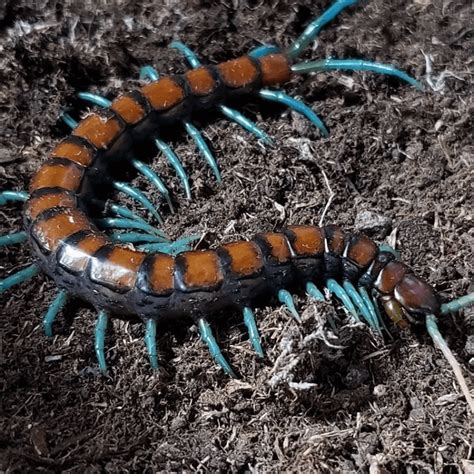 Scolopendra subspinipes ‘Mint legs’ centipede - HappyForestStore