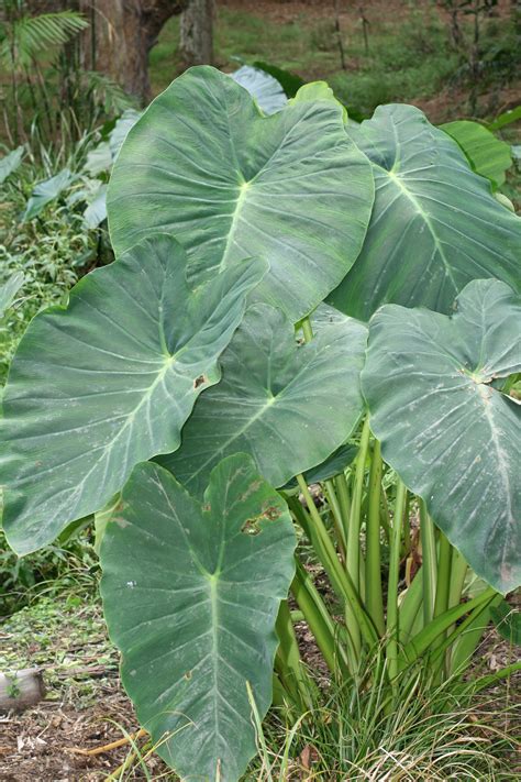 Colocasia esculenta is a tropical plant grown primarily for its edible ...