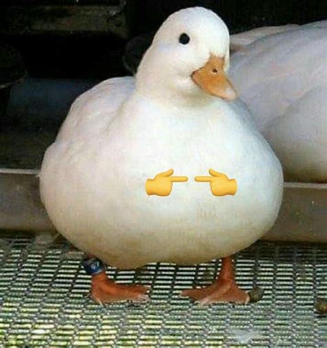 Shy ducky | Really funny memes, Cute memes, Animal memes