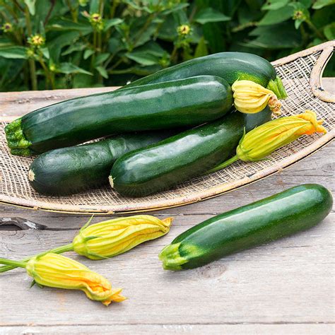 Squash Zucchini - Moss Greenhouses