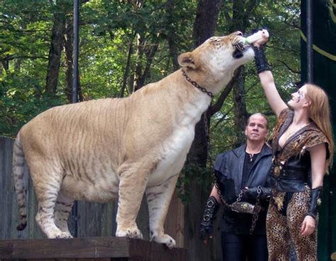 Liger Hercules Size and Weight of 900 Pounds