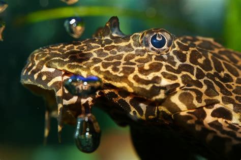 Leopard Pleco: Nurturing The Colossal Plecostomus In A Home Tank ...