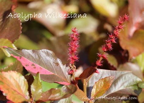 Acalypha Wilkesiana Indoor Plant Care