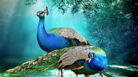 Beautiful Background Peacock Pair Hd Wallpaper Beautiful - Beautiful Hd ...