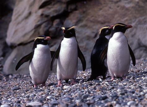 Fiordland Penguin Eudyptes pachyrhynchus - Google Search | Penguin ...