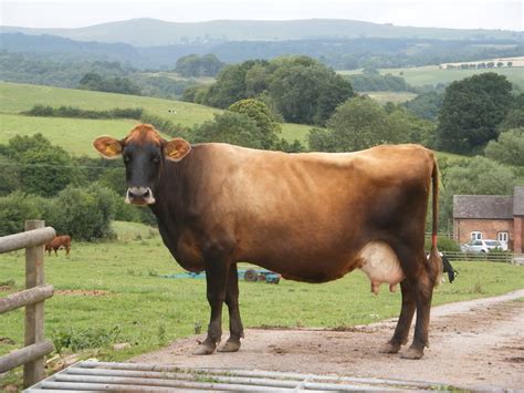 brown swiss cow - Google Search | Miniature cow breeds, Jersey cow ...