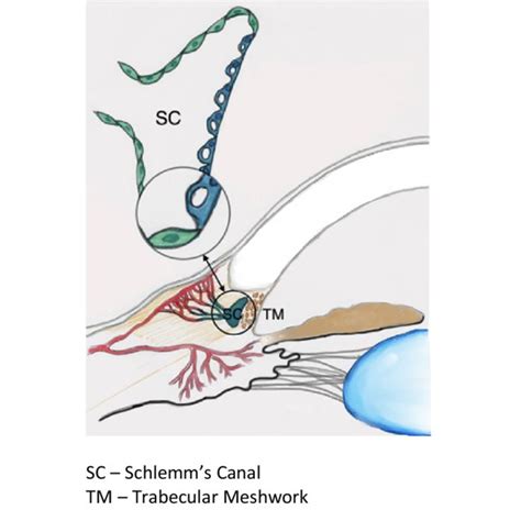 The anatomy of Schlemm's canal. | Download Scientific Diagram