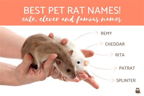 The Best Pet Rat Names - Cute, Clever and Famous Names!