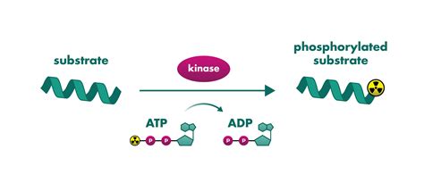 Understanding The Importance Of Imap Kinase Assay In Drug Discovery ...