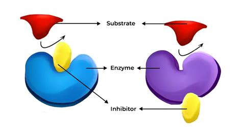 Enzyme Active Site Allosteric Site