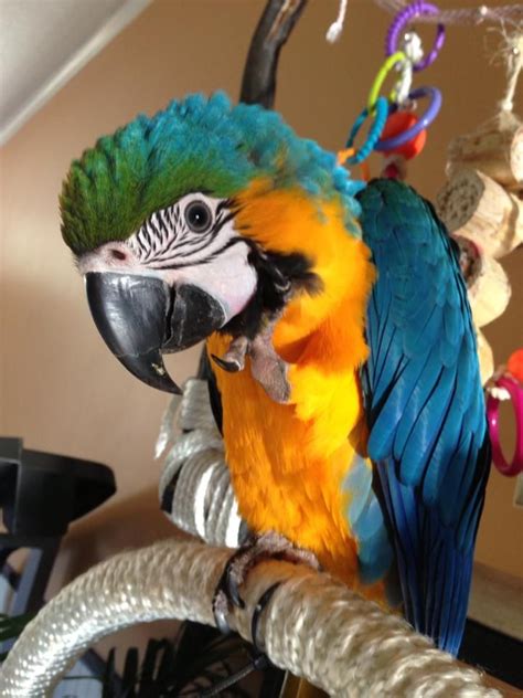 Baby Blue and Gold Macaw, so adorable!!!!!! Tropical Birds, Exotic ...