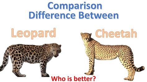 Difference between cheetah and leopard - Rightquotes4all.com