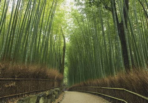 Arashiyama Bamboo Grove - GaijinPot Travel