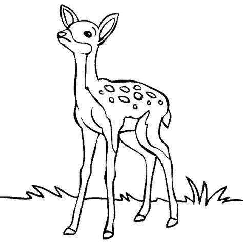 Baby Deer Coloring Page - Coloring Home