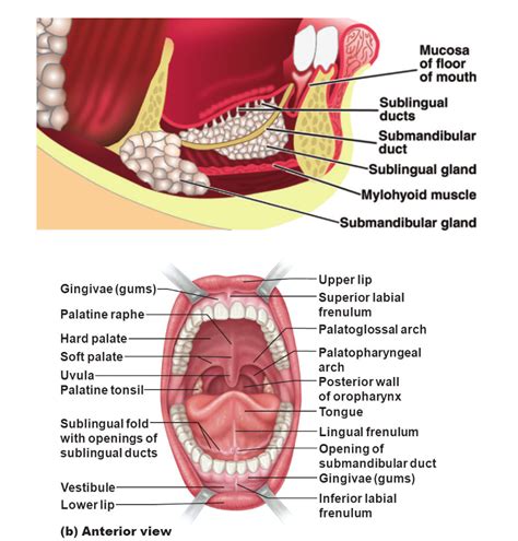 Head and Neck Anatomy: Sublingual Salivary Gland