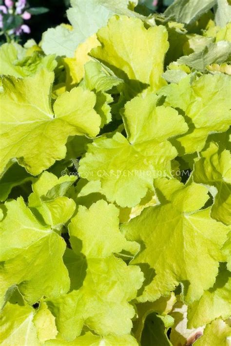 Heuchera Citronelle / Plant & Flower Stock Photography: GardenPhotos ...