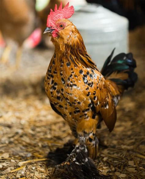 Mille Fleur d’Uccle: The Ultimate Care Guide | Chickens And More