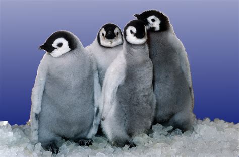 File:Emperor penguin chicks at Sea World.png