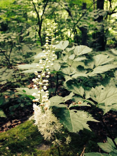 Black Cohosh (Actaea racemosa) Herbal Extract – Red Moon Herbs