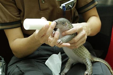 Baby pangolin rescued 2 years ago released into the wild, Latest ...