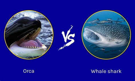 Whale Shark vs Orca: What are the Differences? - AZ Animals