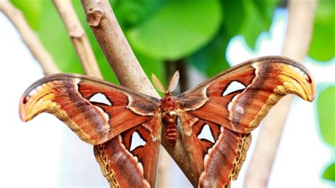 5 Awesome Facts About the Atlas Moth | Mental Floss