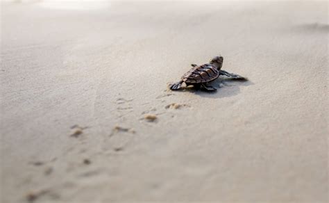 Sea Turtles on Anna Maria Island